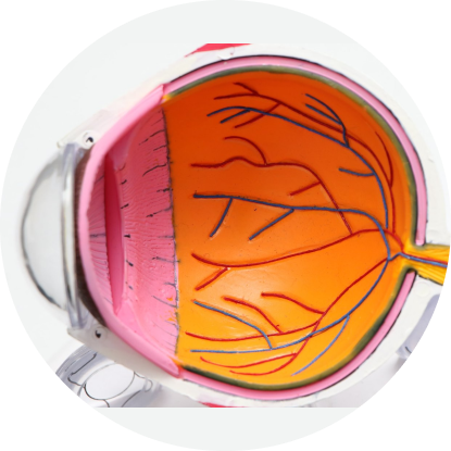 Eye Anatomy